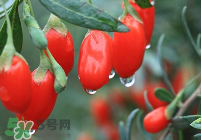 枸杞鮮果怎么保存？枸杞鮮果保鮮期有多久
