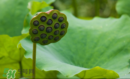 蓮蓬是荷花的什么？蓮蓬是什么意思？