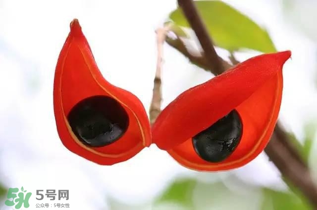 孕婦能吃蘋婆嗎？孕婦吃蘋婆對胎兒好嗎