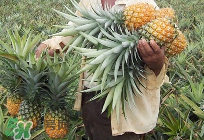 金菠蘿是鳳梨嗎？金菠蘿與普通菠蘿區(qū)別