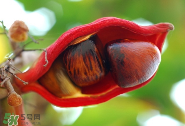 蘋婆怎么吃？蘋婆的功效與作用
