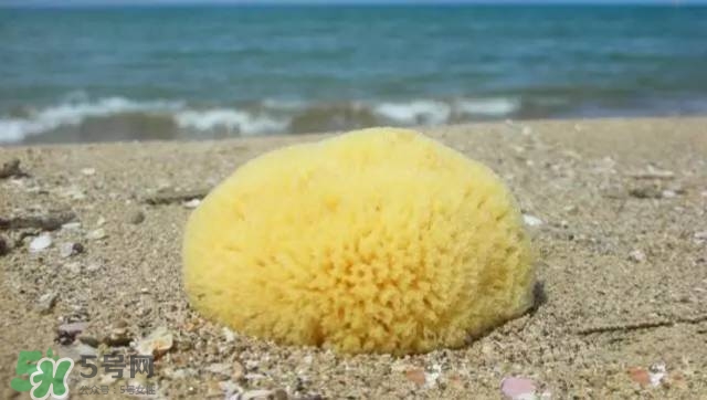 Rosenfeld海綿好用嗎？Rosenfeld海綿怎么樣？