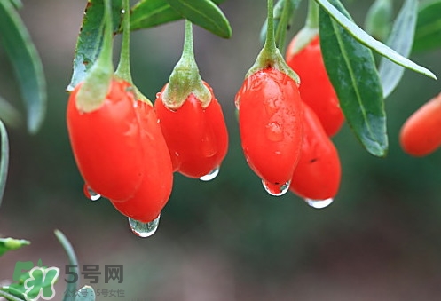 青海和寧夏枸杞哪個好？青海枸杞和寧夏枸杞的區(qū)別