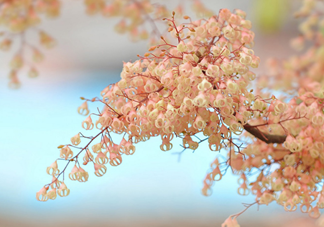 孕婦能吃蘋(píng)婆嗎？孕婦吃蘋(píng)婆對(duì)胎兒好嗎