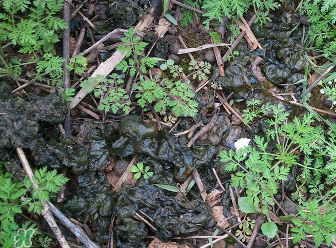 孕婦能吃地耳菜嗎？寶寶能吃地耳菜嗎？