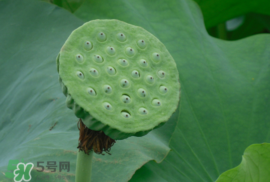 蓮蓬和蓮藕一樣嗎？蓮蓬和蓮藕的區(qū)別