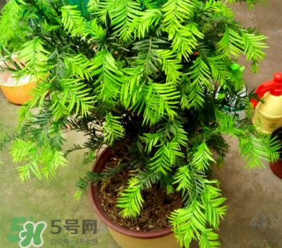 紅豆杉怎么養(yǎng)植？紅豆杉的養(yǎng)殖方法和注意事項(xiàng)