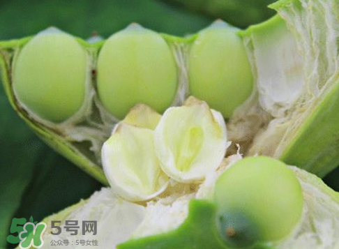 新鮮蓮蓬怎么吃？新鮮蓮蓬的吃法