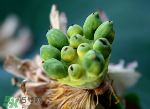 新鮮蓮蓬孕婦能吃嗎？孕婦可以吃新鮮蓮蓬嗎？