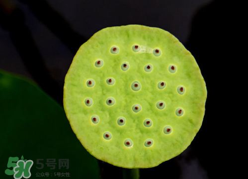 新鮮蓮蓬孕婦能吃嗎？孕婦可以吃新鮮蓮蓬嗎？