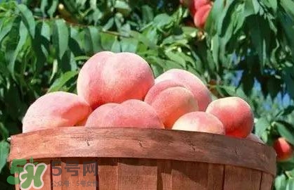脆桃和軟桃哪個好吃？脆桃跟軟桃有什么區(qū)別？