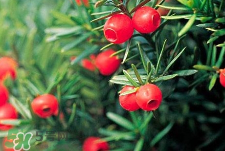 紅豆杉的果實(shí)能吃嗎？紅豆杉都有那些品種？