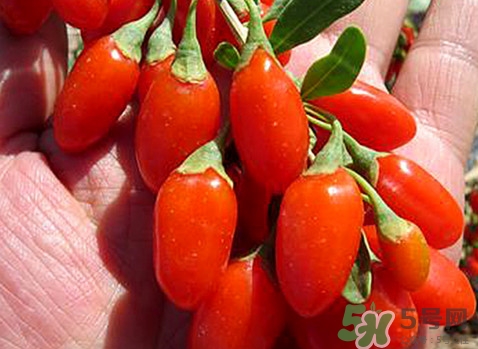 如何辨別枸杞是否新鮮？鮮枸杞可以直接食用嗎
