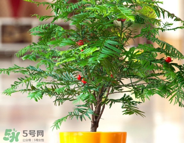 紅豆杉葉子干枯要怎么做？紅豆杉枯萎救治方法