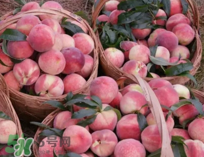 脆桃和軟桃哪個好吃？脆桃跟軟桃有什么區(qū)別？