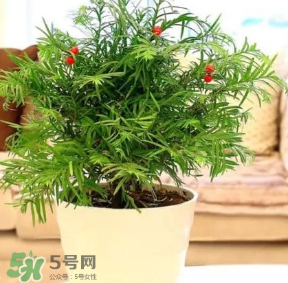 紅豆杉怎么養(yǎng)植？紅豆杉的養(yǎng)殖方法和注意事項(xiàng)