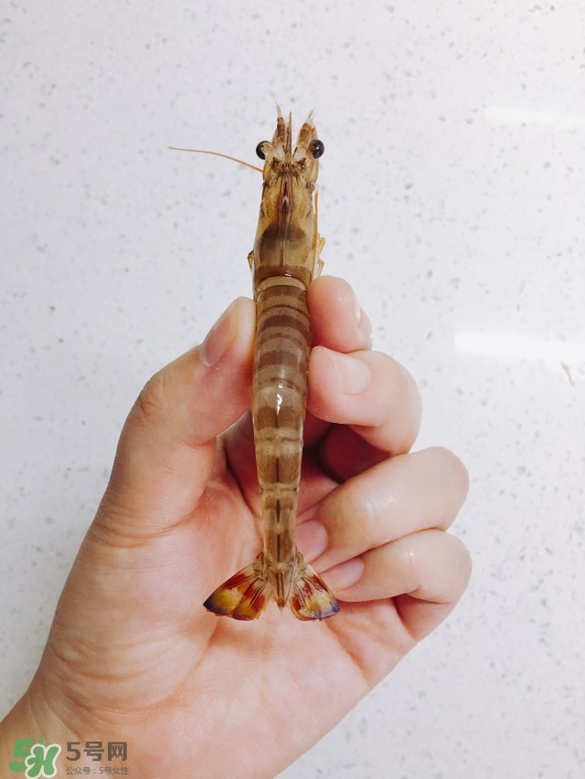 活基圍蝦怎么保存？活基圍蝦怎么處理干凈？