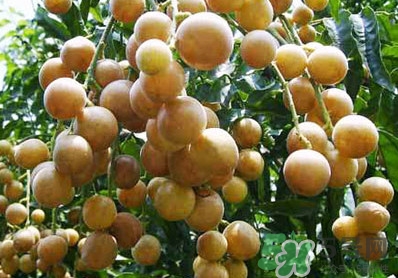 山黃皮就是黃皮果嗎？山黃皮和黃皮果的區(qū)別