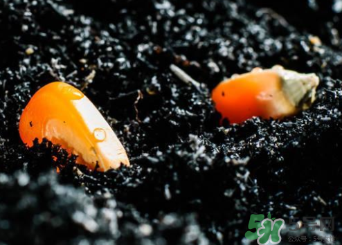 冰糖玉米種子哪里有賣？冰糖玉米種子的銷售地