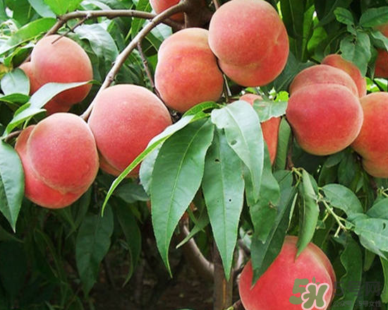 玉米和桃子能一起吃？桃子可以和玉米一起吃嗎？