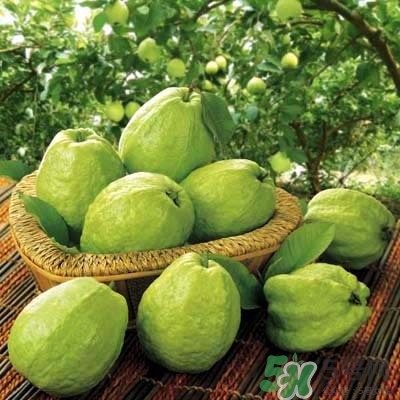 哺乳期可以吃番石榴嗎？哺乳期不能吃什么？