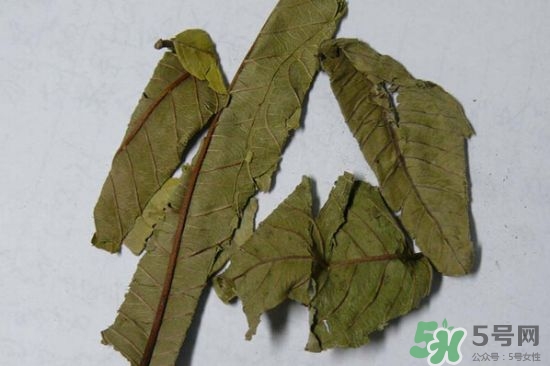 番石榴葉茶怎么做？番石榴葉茶的副作用