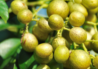 山黃皮怎么做好吃？山黃皮有什么藥用價(jià)值