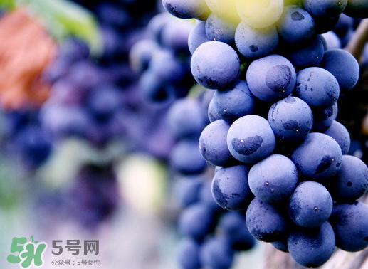 夏黑葡萄幾月成熟？夏黑葡萄幾月份上市？