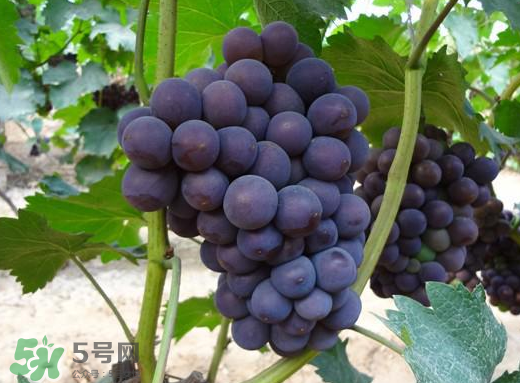 夏黑葡萄多少錢(qián)一斤？夏黑葡萄怎么挑選？