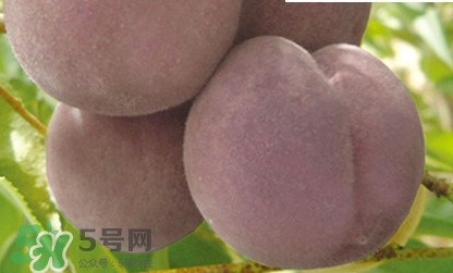 黑桃是什么水果？吃黑桃有什么好處？