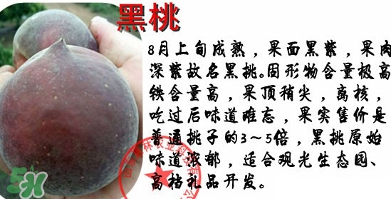 黑桃水果是什么品種？黑桃是酸性還是堿性
