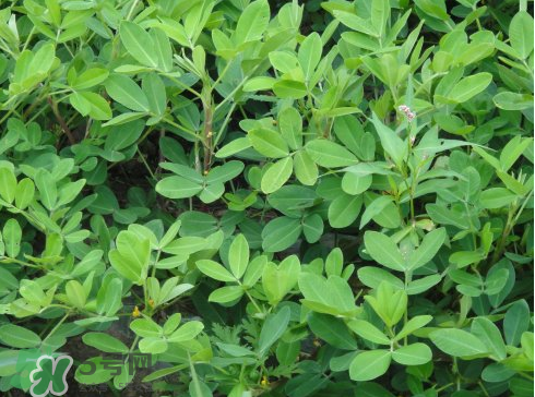 七月份可以種花生嗎？花生七月份可以種植嗎？