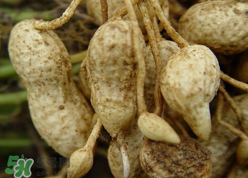 七月份可以種花生嗎？花生七月份可以種植嗎？