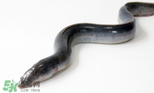 鰻魚有刺嗎？鰻魚有鱗嗎？