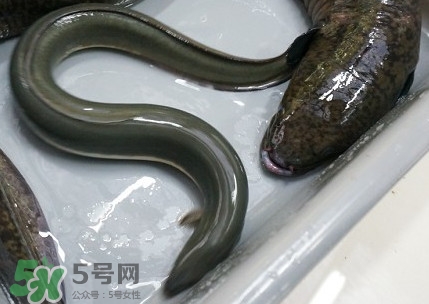 鰻魚是鱔魚嗎？鰻魚是白鱔嗎