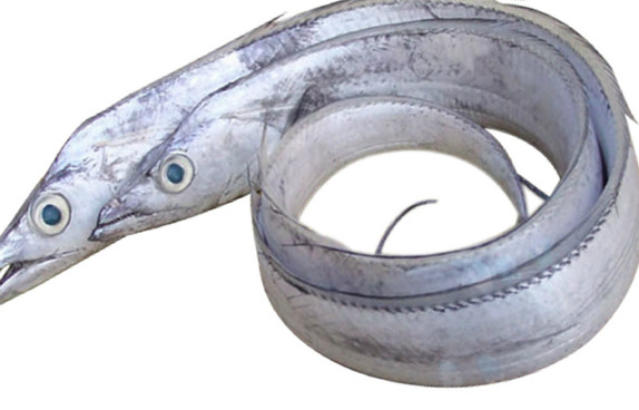 鰻魚是帶魚嗎？鰻魚和帶魚有什么區(qū)別