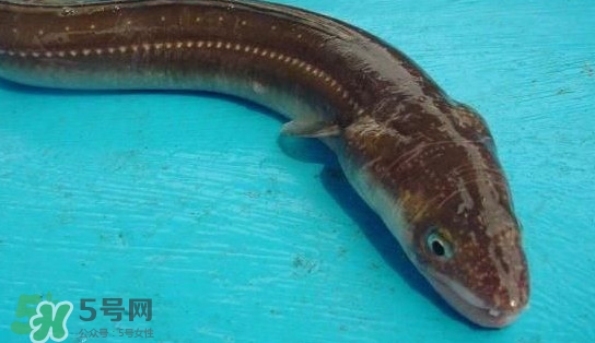 鰻魚(yú)多少錢(qián)一斤？野生鰻魚(yú)多少錢(qián)一斤