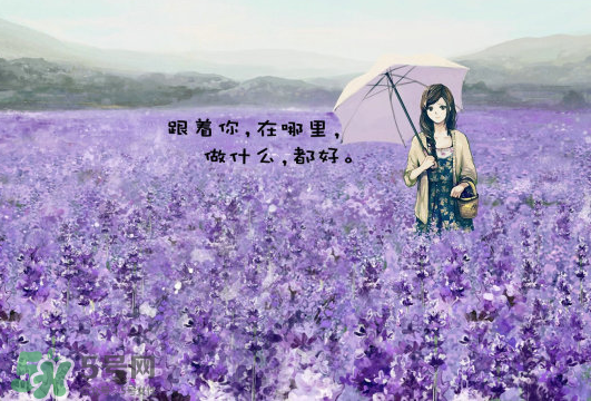 七月份還有薰衣草嗎？7月份還有薰衣草嗎？