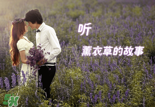 七月份還有薰衣草嗎？7月份還有薰衣草嗎？