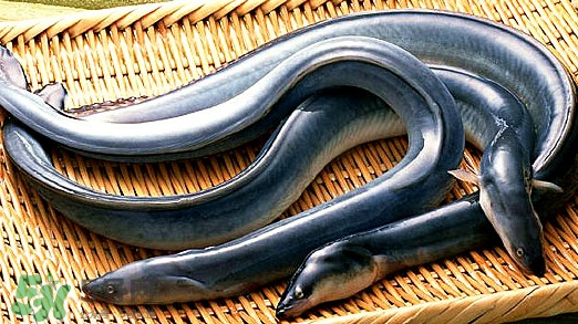 鰻魚有刺嗎？鰻魚有鱗嗎？