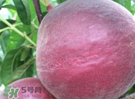黑桃是什么水果？吃黑桃有什么好處？