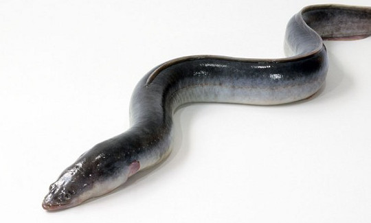 鰻魚是帶魚嗎？鰻魚和帶魚有什么區(qū)別