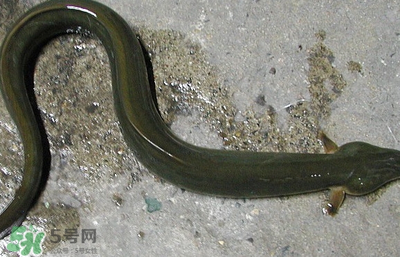 鰻魚是海鮮嗎？鰻魚是海魚嗎