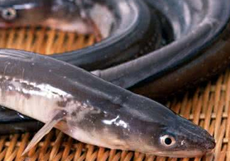 鰻魚(yú)是鱔魚(yú)嗎？鰻魚(yú)是白鱔嗎