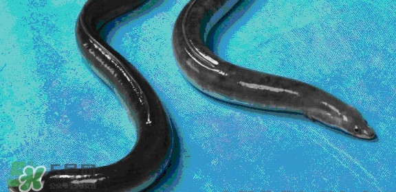 鰻魚是鱔魚嗎？鰻魚是白鱔嗎