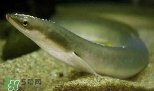 鰻魚是鱔魚嗎？鰻魚是白鱔嗎