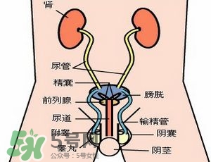 腎結(jié)石怎么治最好？腎結(jié)石的醫(yī)治方法
