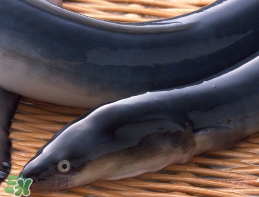 鰻魚是泥鰍嗎？鰻魚與泥鰍什么區(qū)別