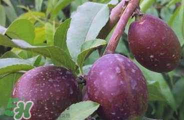 黑桃是什么水果？吃黑桃有什么好處？