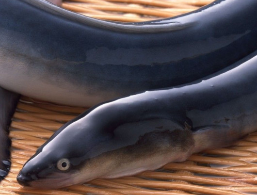 鰻魚是帶魚嗎？鰻魚和帶魚有什么區(qū)別